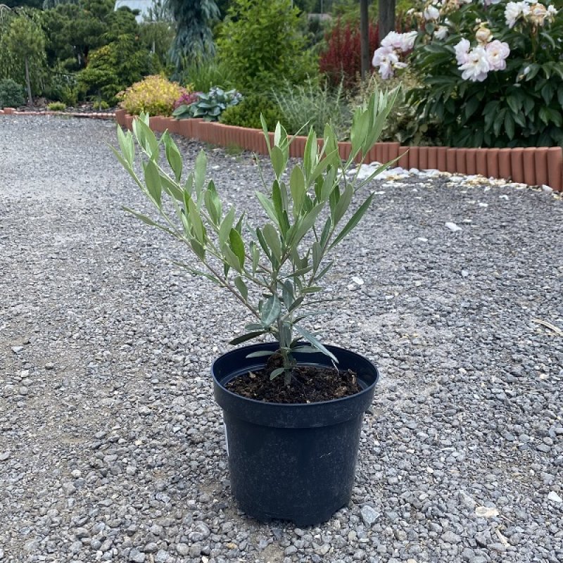 Olea Europea, Olivovník európsky, kont. C2L, výška: 30+ cm (-12°C)