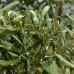 Olea europaea (Olivovník európsky) ´ARBEQUINA´ - výška 170-180 cm, obvod kmeňa, 50/52 cm, kont. C130L - PLATO (-12°C)