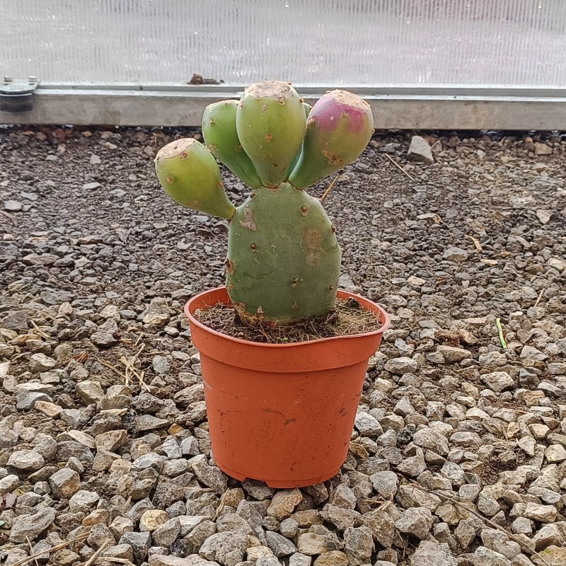Opuntia ficus-indica (Opuncia) 'ETNA' - kont. C1,5L, výška 10-20 cm (-10°C)