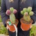 Opuntia ficus-indica (Opuncia) 'ETNA' - kont. C1,5L, výška 10-20 cm (-10°C)