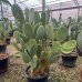 Opuntia ficus (Opuncia figová) ´INDICA´ - kont. C90L, výška 150-180 cm (-5°C)