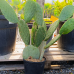 Opuntia ficus (Opuncia figová) ´INDICA´ - kont. C7L,výška 40-60 cm (-5°C) Opuntia ficus (Opuncia figová) ´INDICA´ - kont. C7L,výška 40-60 cm (-5°C)