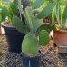 Opuntia ficus (Opuncia figová) ´INDICA´ - kont. C7L,výška 40-60 cm (-5°C) Opuntia ficus (Opuncia figová) ´INDICA´ - kont. C7L,výška 40-60 cm (-5°C)