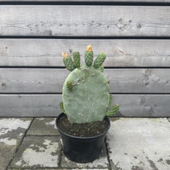 Opuntia ficus (Opuncia figová) ´INDICA´ - kont. C4L, výška 25-35 cm (-5°C)