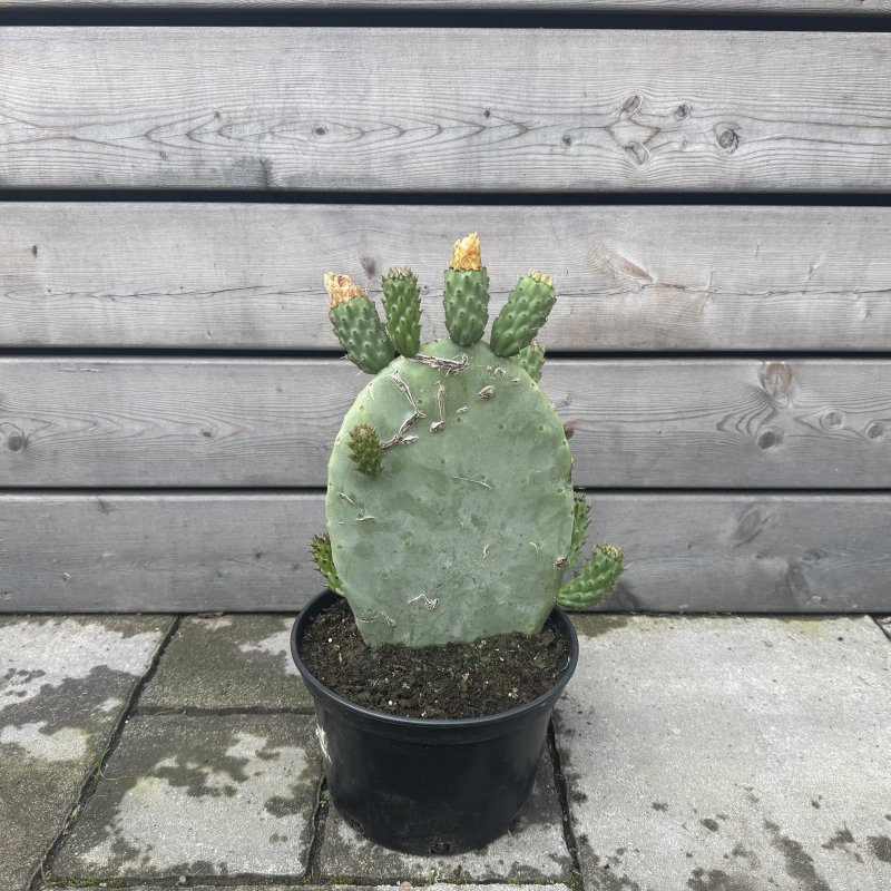 Opuntia ficus (Opuncia figová) ´INDICA´ - kont. C4L, výška 25-35 cm (-5°C)