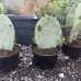 Opuntia ficus (Opuncia figová) ´INDICA´ - kont. C4L, výška 25-35 cm (-5°C)
