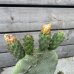 Opuntia ficus (Opuncia figová) ´INDICA´ - kont. C4L, výška 25-35 cm (-5°C)