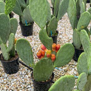 Opuntia ficus (Opuncia figová) ´INDICA´ - kont. C12L, výška 35-45 cm (-5°C)