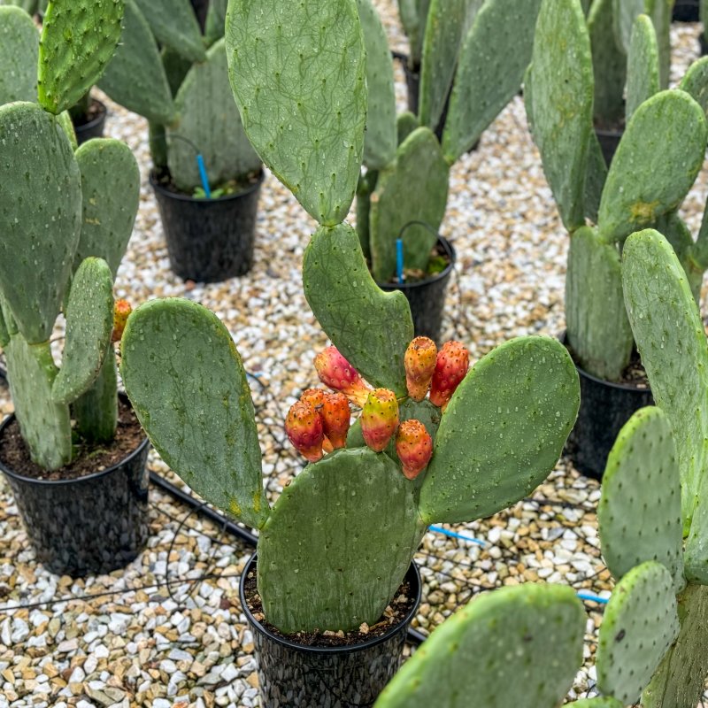 Opuntia ficus (Opuncia figová) ´INDICA´ - kont. C12L, výška 35-45 cm (-5°C)