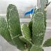 Opuntia ficus (Opuncia figová) ´INDICA´ - kont. C12L, výška 35-45 cm (-5°C)