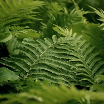 Dryopteris Filix mas (Stálozelená papraď samčia) - kont. C2L, výška 15-25 cm