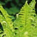 Dryopteris erythrosora (Stálozelená papraď jesenná) - kont. C6L, výška 50-60 cm