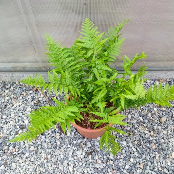 Dryopteris erythrosora (Stálozelená papraď jesenná) - kont. C6L, výška 50-60 cm