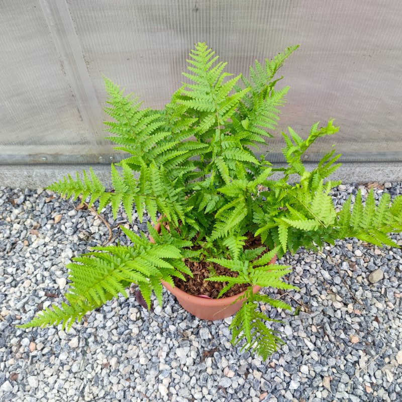 Dryopteris erythrosora (Stálozelená papraď jesenná) - kont. C6L, výška 50-60 cm