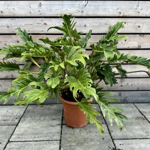 Philodendron xanadu (Filodendron) - kont. C9L, výška: 60-80 cm