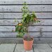 Citrofortunella sinensis - Pomarančovník ´ARCOBAL´ - výška: 60-80 cm,  kont. C7,5L - na kmienku
