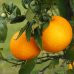 Citrus sinensis (Červený pomaranč) ´VALENCIA´  kont. C12L, výška: 100-130 cm