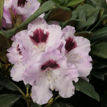 Rhododendron, Rododendron ´ANNIKA´ kont. C4L, výška: 30-40 cm (-24°C)