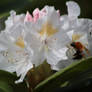 Rhododendron, Rododendron ´CUNNINGHAM ´S WHITE´ kont. C4L, výška: 30-40 cm (-24°C)