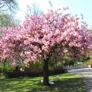 Prunus serrulata, Sakura ozdobná ´KANZAN´, kont. C15L, výška: 200-250 cm (-30°C)