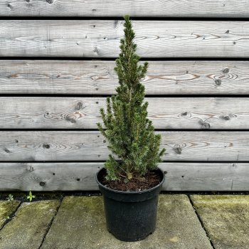 Picea glauca (Smrek biely) ´CONICA´ – kont. C7,5L, výška: 40-60 cm