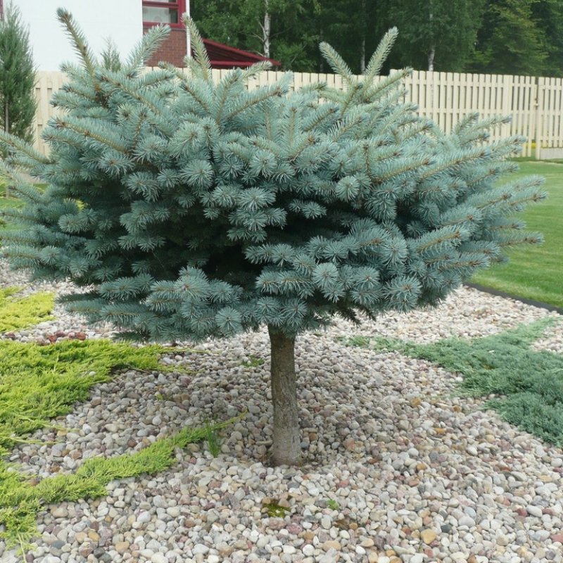 Picea pungens - Smrek pichľavý ´GLAUCA GLOBOSA´, kont. C5L, výška 130-150 cm - na kmienku