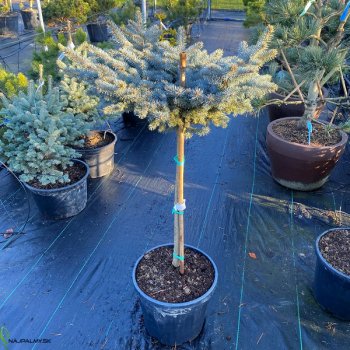 Picea pungens - Smrek pichľavý ´GLAUCA GLOBOSA´, kont. C25L, výška 100-130 cm - NA KMIENKU