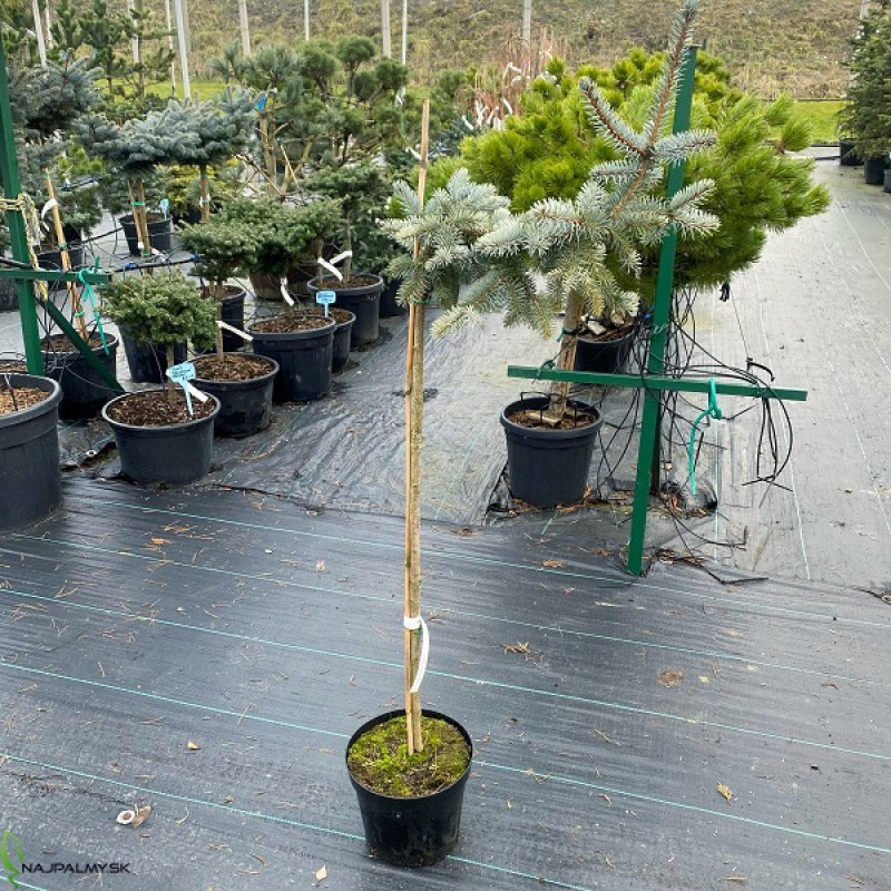 Picea pungens - Smrek pichľavý ´GLAUCA GLOBOSA PENDULA´, kont. C7.5L, výška 100-140 cm – NA KMIENKU