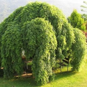 Sophora Japonica (Sofora japonská) ´PENDULA´ kont. C33L/C55L, výška: 130-150 cm (-24°C)