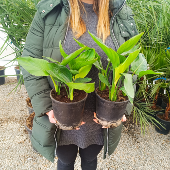 Strelitzia Reginae (Strelícia kráľovská) ´DUO/TRIO´ - kont. C1.5L, výška 20-30 cm