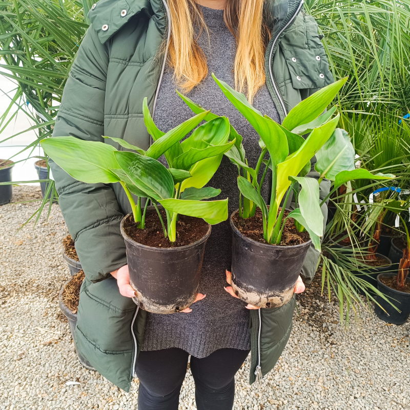 Strelitzia Reginae (Strelícia kráľovská) ´DUO/TRIO´ - kont. C1.5L, výška 20-30 cm
