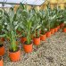 Strelitzia Reginae (Strelícia kráľovská) kont. C18L, výška: 80-100 cm 