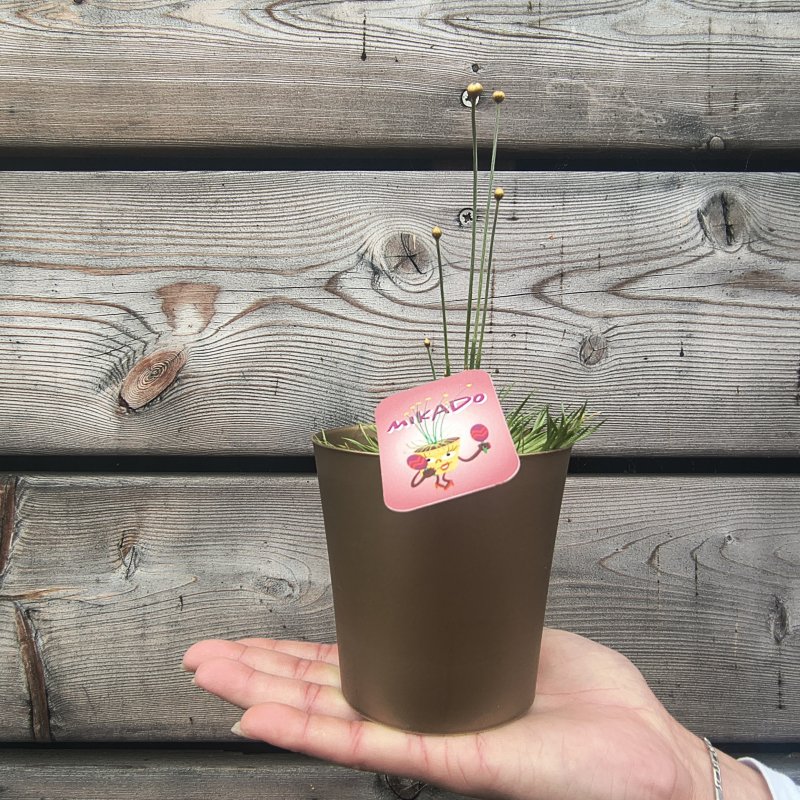 Syngonanthus chrysanthus (Syngonanthus) ´MIKADO´ - kont. P11, výška 15-20 cm