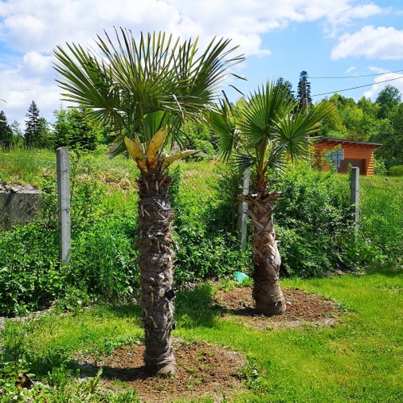 Trachycarpus Fortunei (Palma konopná) kont. C65L, výška kmeňa: 130-140 cm, celková výška: 200-220 cm (-17°C)