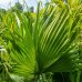 Trachycarpus fortunei (Palma konopná) - výška kmeňa 40-50 cm, celková výška 120-160 cm, kont. C20L/55L (-17°C)