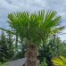 Trachycarpus Fortunei (Palma konopná) kont. C110L, výška kmeňa: 250-275 cm, celková výška: 300+ cm (-17°C)