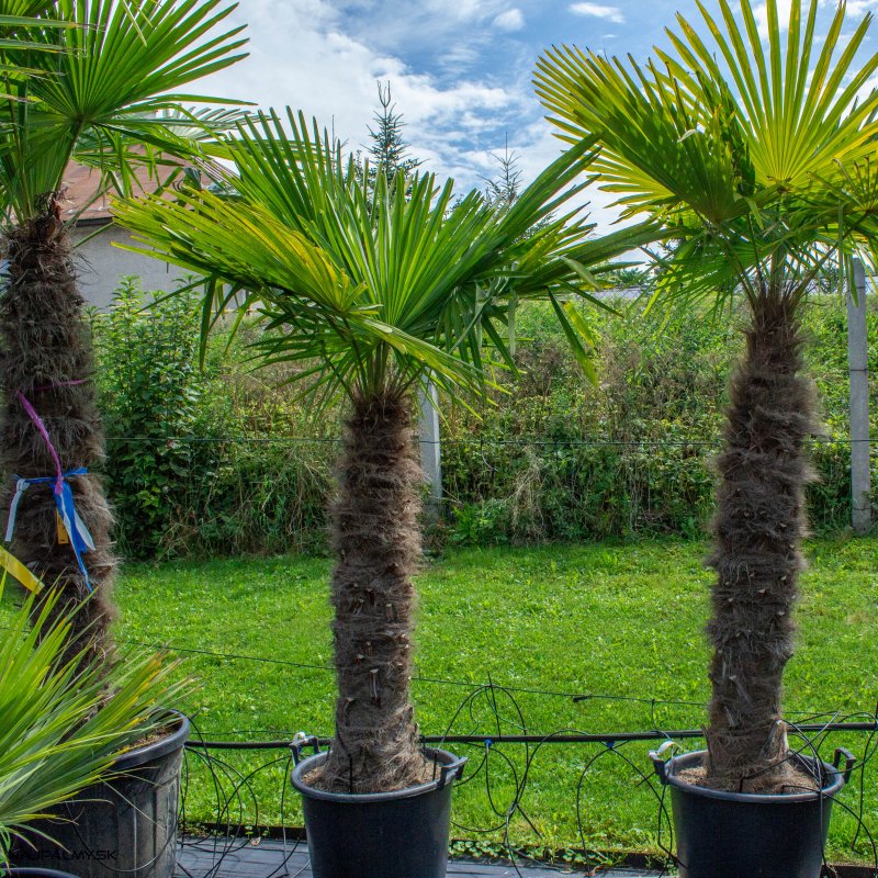 Trachycarpus Fortunei (Palma konopná) kont. C50L, výška kmeňa: 100-125 cm, celková výška: 170-200 cm (-17°C)