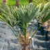 Trachycarpus wagnerianus (Palma konopná), kont. C30L, výška kmeňa:  40-50 cm, celková výška: 110-130 cm (-19°C)