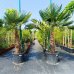 Trachycarpus Fortunei (Palma konopná) kont. C35L/70L, výška kmeňa: 70-80 cm, celková výška: 180-220 cm (-17°C) Trachycarpus Fortunei (Palma konopná) kont. C35L/70L, výška kmeňa: 70-80 cm, celková výška: 180-220 cm (-17°C)