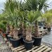 Trachycarpus Fortunei (Palma konopná) kont. C45L, výška kmeňa: 50-60 cm, celková výška: 120-150 cm (-17°C)