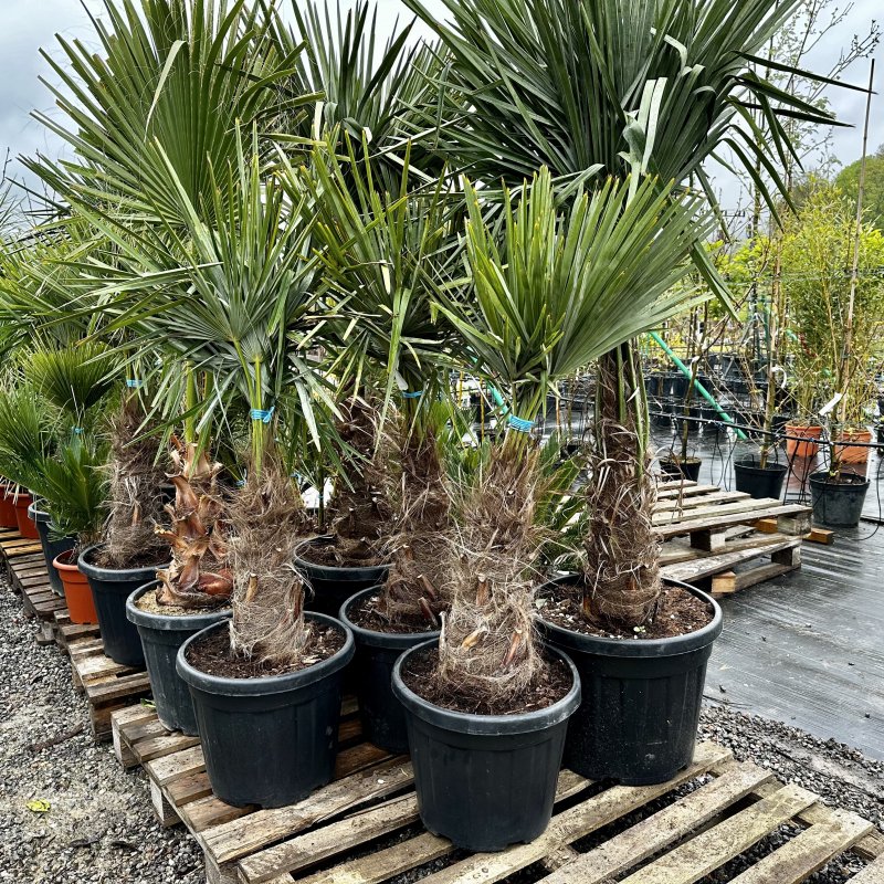 Trachycarpus fortunei (Palma konopná) - kont. C30L, výška kmeňa 10-40 cm, celková výška 90-120 cm - 3 až 4 palmy v jednom kvetináči (-17°C)