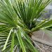 Trachycarpus Fortunei (Palma konopná) kont. C45L, výška kmeňa: 50-60 cm, celková výška: 120-150 cm (-17°C)