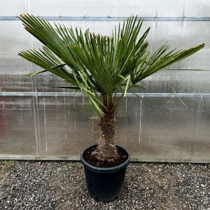 Trachycarpus Fortunei (Palma konopná) kont. C45L, výška kmeňa: 50-60 cm, celková výška: 120-150 cm (-17°C)