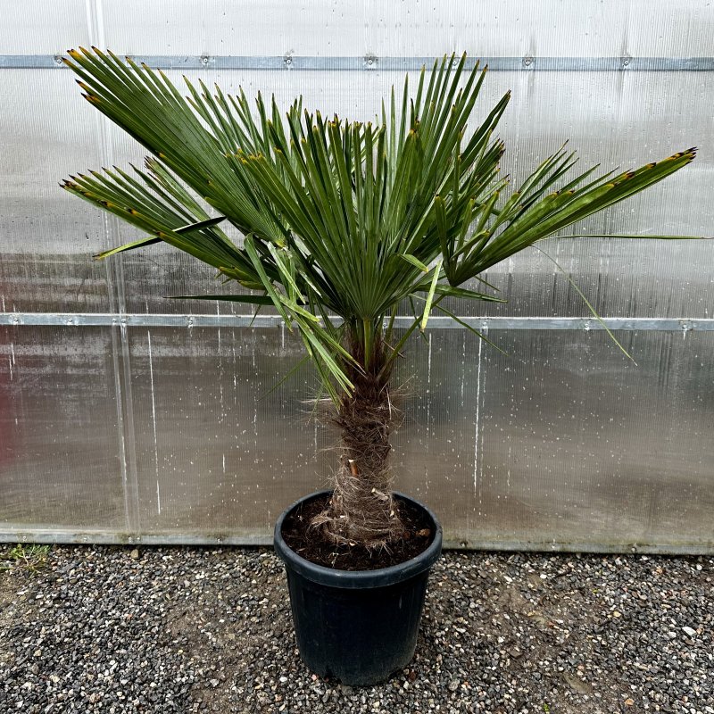 Trachycarpus Fortunei (Palma konopná) kont. C45L, výška kmeňa: 50-60 cm, celková výška: 120-150 cm (-17°C)