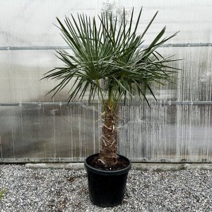 Trachycarpus Fortunei (Palma konopná) kont. C55L, výška kmeňa: 70-80 cm, celková výška: 150-170 cm (-17°C)