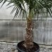 Trachycarpus Fortunei (Palma konopná) kont. C55L, výška kmeňa: 70-80 cm, celková výška: 150-170 cm (-17°C)