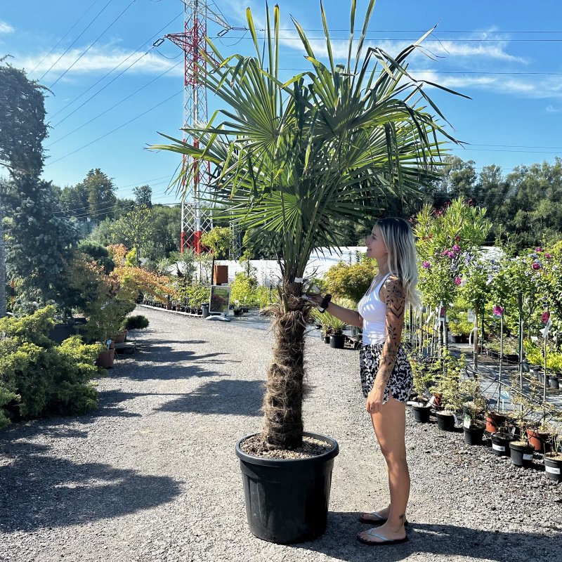 Trachycarpus Fortunei (Palma konopná) kont. C110L, výška kmeňa: 120-140 cm, celková výška: 190-210 cm (-17°C)