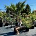 Trachycarpus Fortunei (Palma konopná) kont. C110L, výška kmeňa: 120-140 cm, celková výška: 190-210 cm (-17°C)