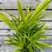 Trachycarpus Fortunei (Palma konopná) kont. C1.5L, celková výška:  40-60 cm (-17°C) - 4 až 6 paliem v jednom kvetináči