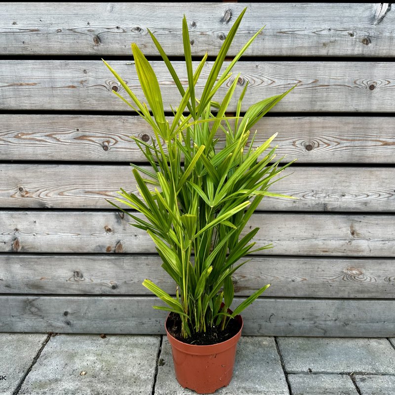 Trachycarpus Fortunei (Palma konopná) kont. C1.5L, celková výška:  40-60 cm (-17°C) - 4 až 6 paliem v jednom kvetináči